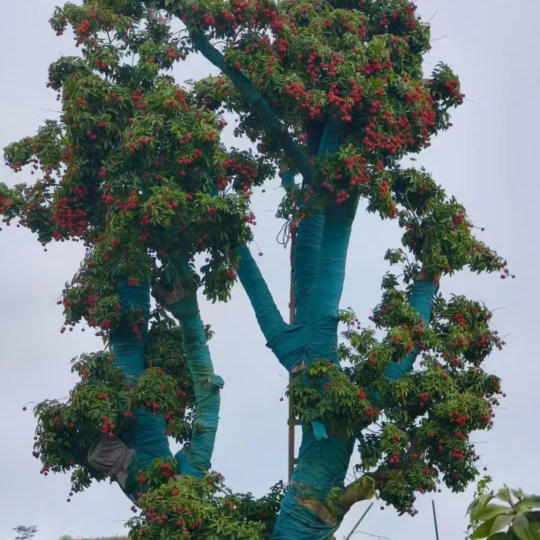 荔枝乡果苗基地