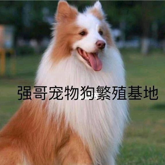 强哥直播中       沐棉服饰