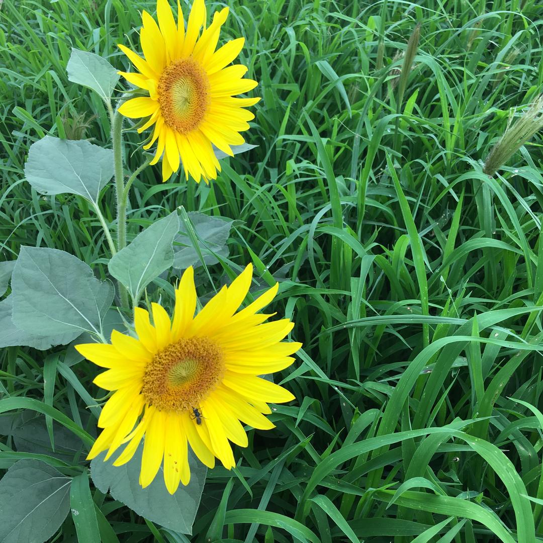 收树枝的王大静