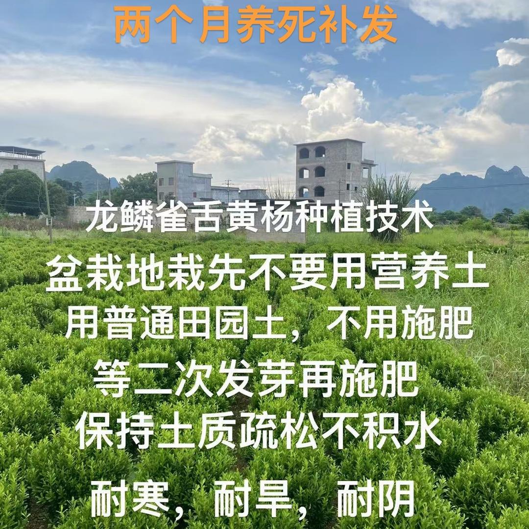 昌龍苗木黄杨培育基地