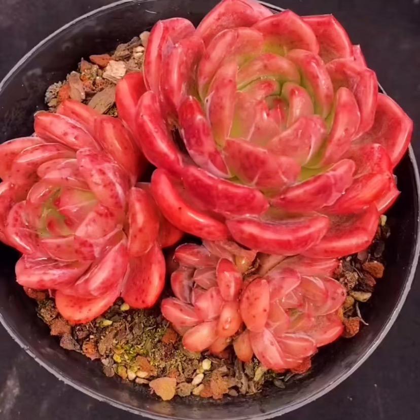 昆明小5多肉