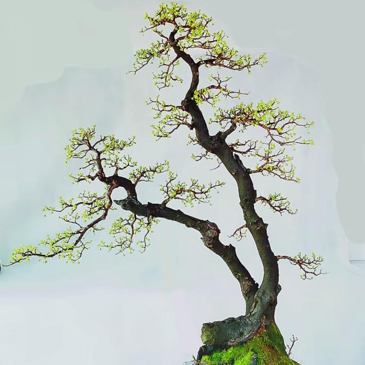 广西盆景资源共享中心