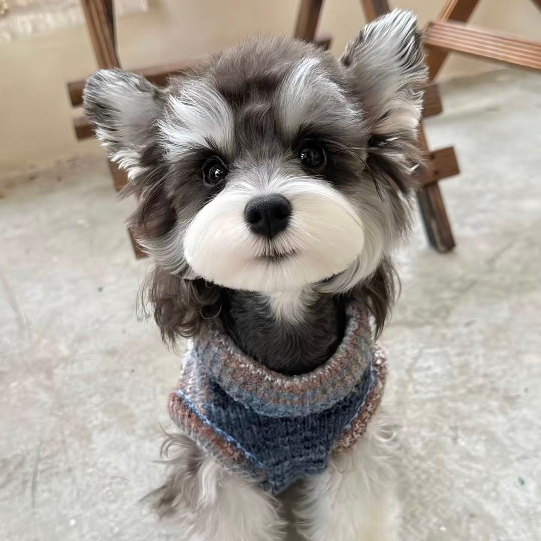 小瑞小瑞雪纳瑞