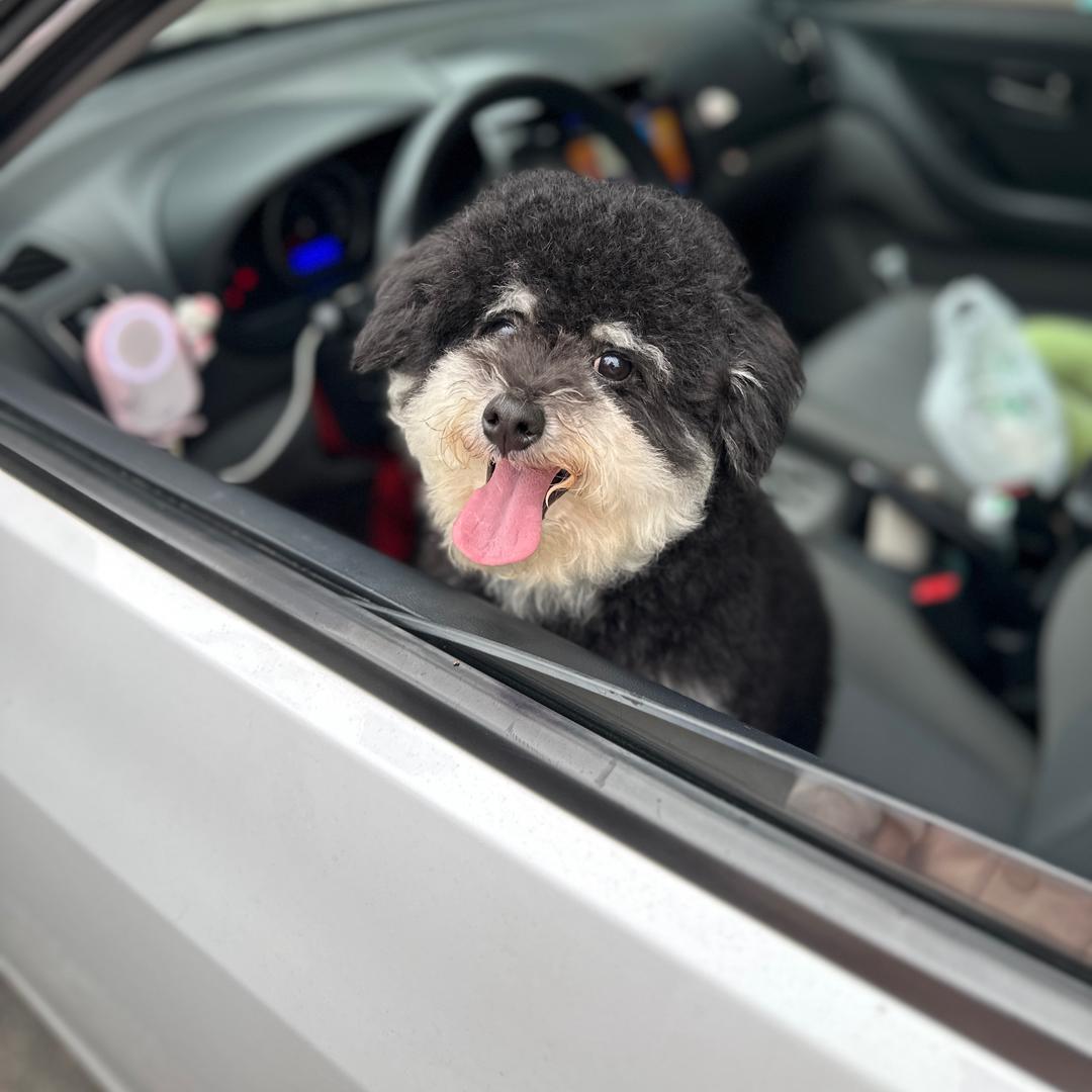 不吃香菜的小陈