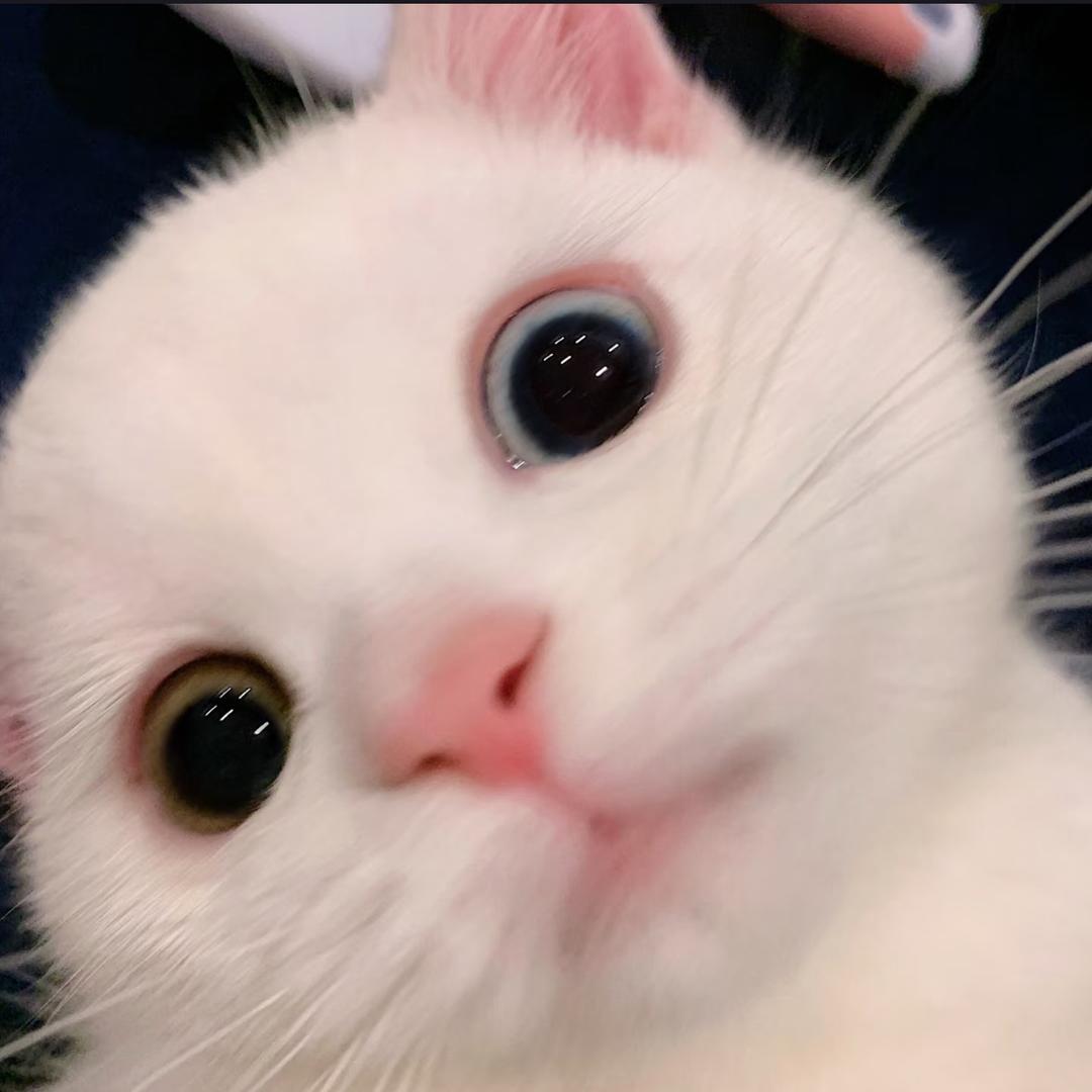 拒绝胡萝卜