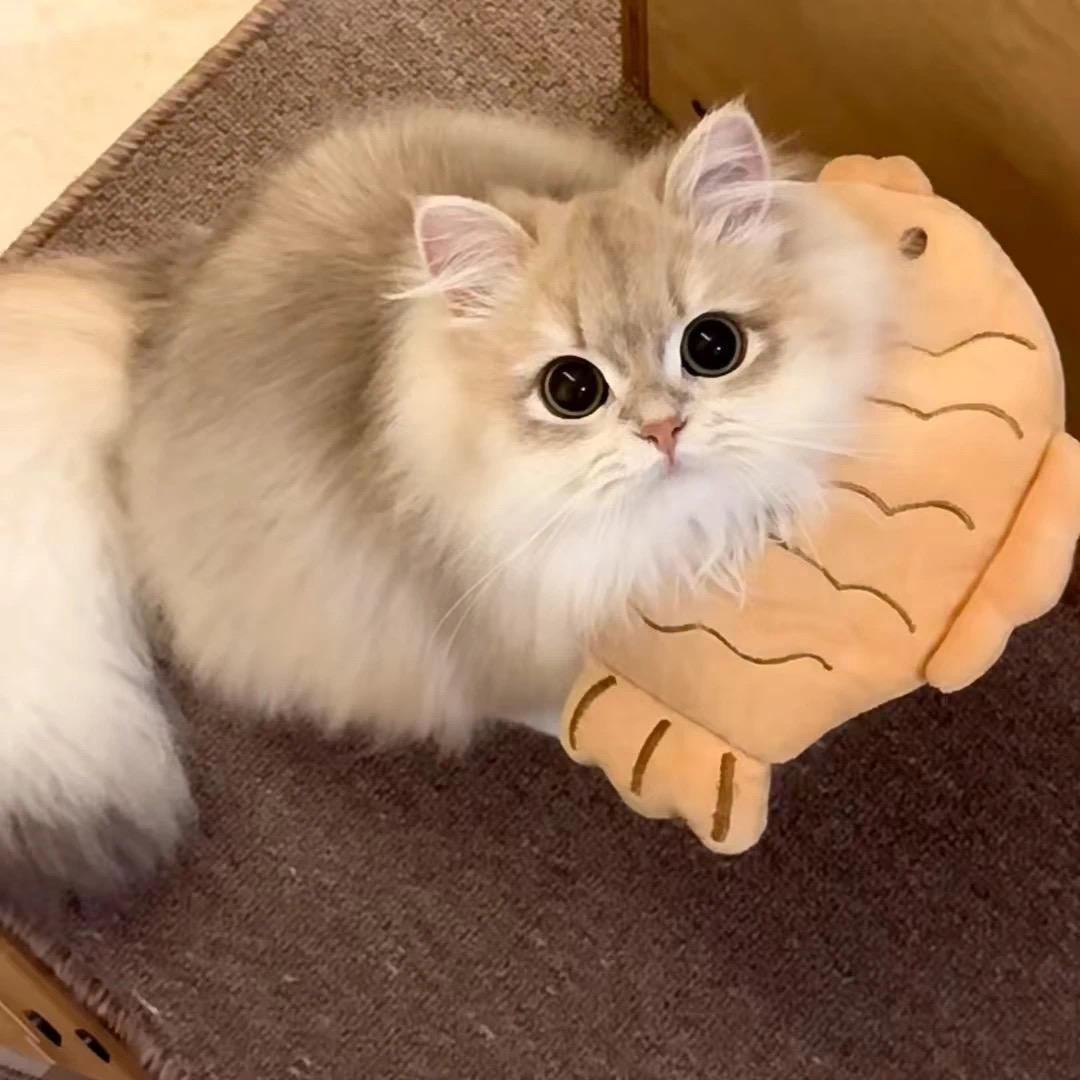 别动她的齐刘海