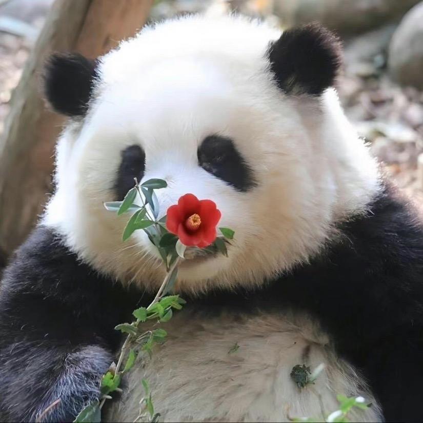 小可乐🌻