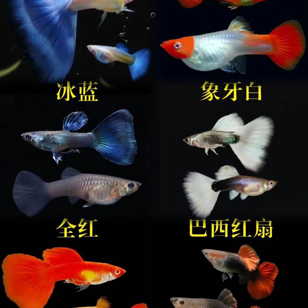 艺可水族