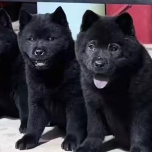 五黑犬繁殖基地