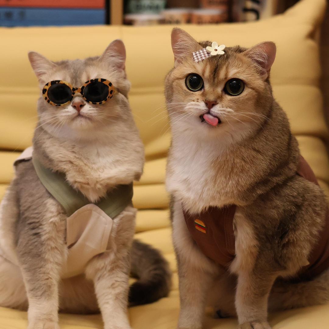 陈luby和她的叛逆女鹅