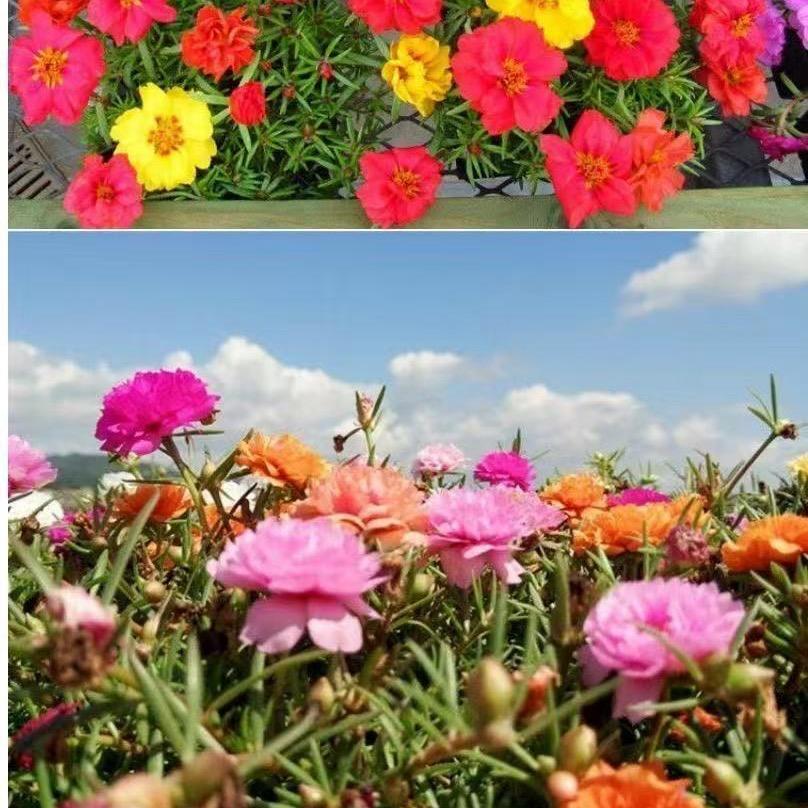 小周ღ💌ღ🌹🌹🌹