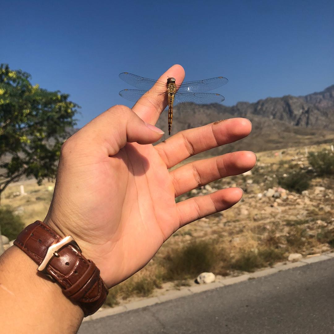 翟骊              ╲ 🪳