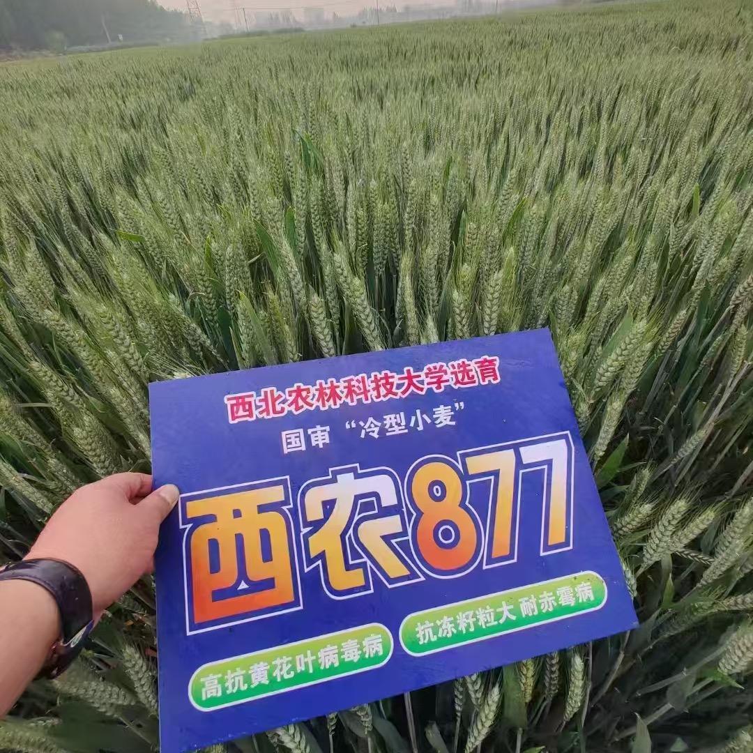 种业人