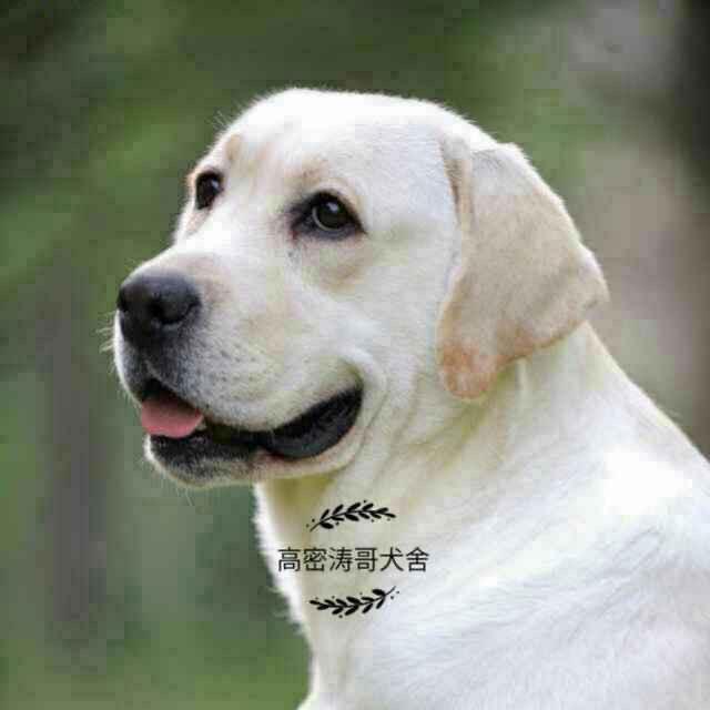 涛哥。宠物繁殖基地