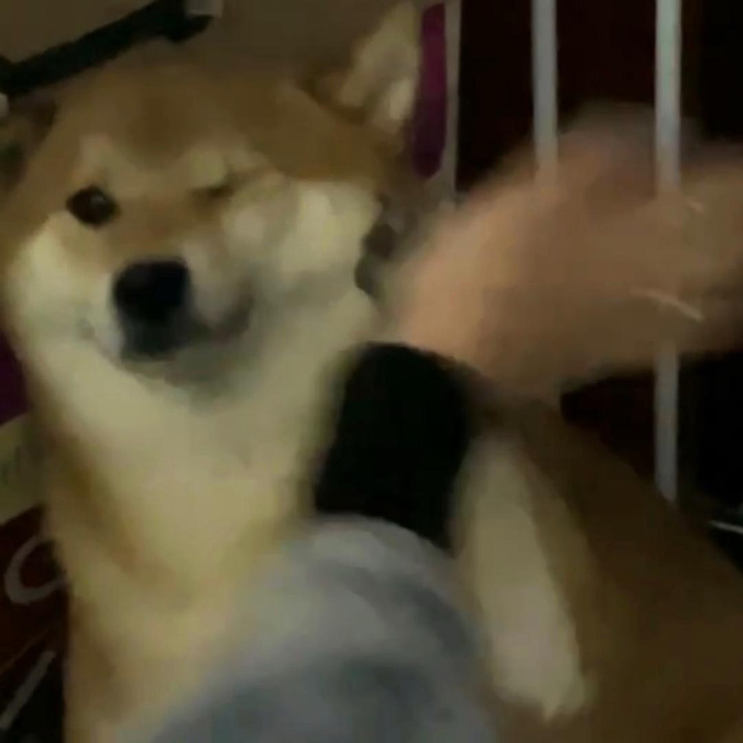 柴泡泡