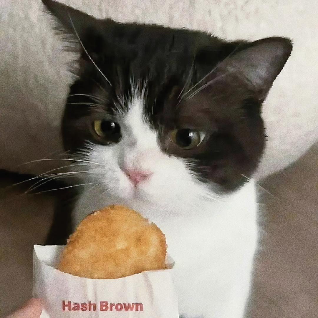 qq不爱吃饭饭～