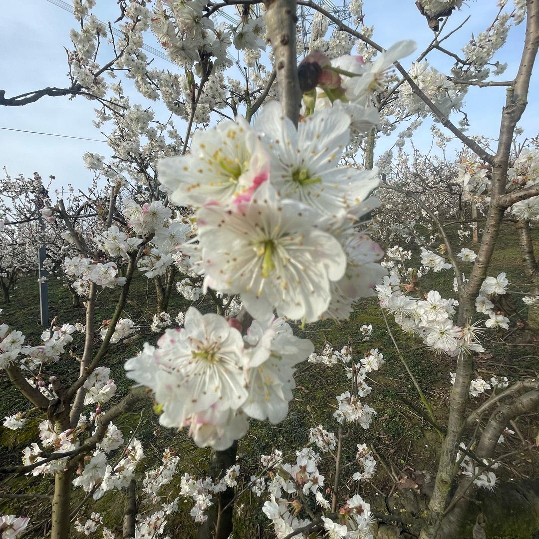 齐貌不扬