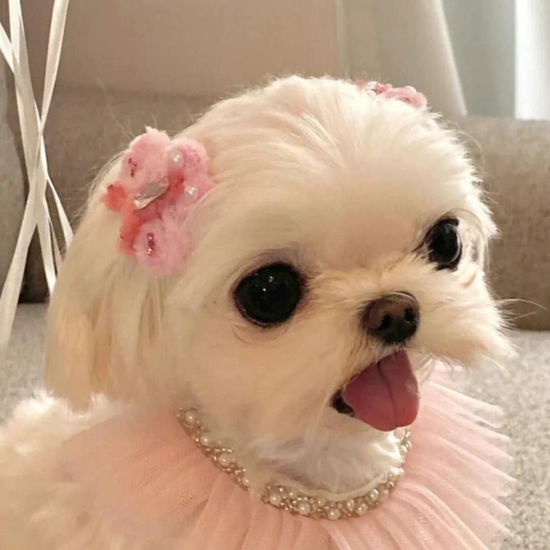妙脆角er