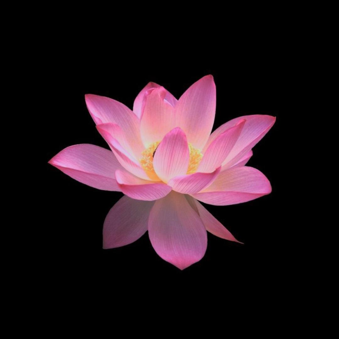 贝淇🌸毛绒玩具