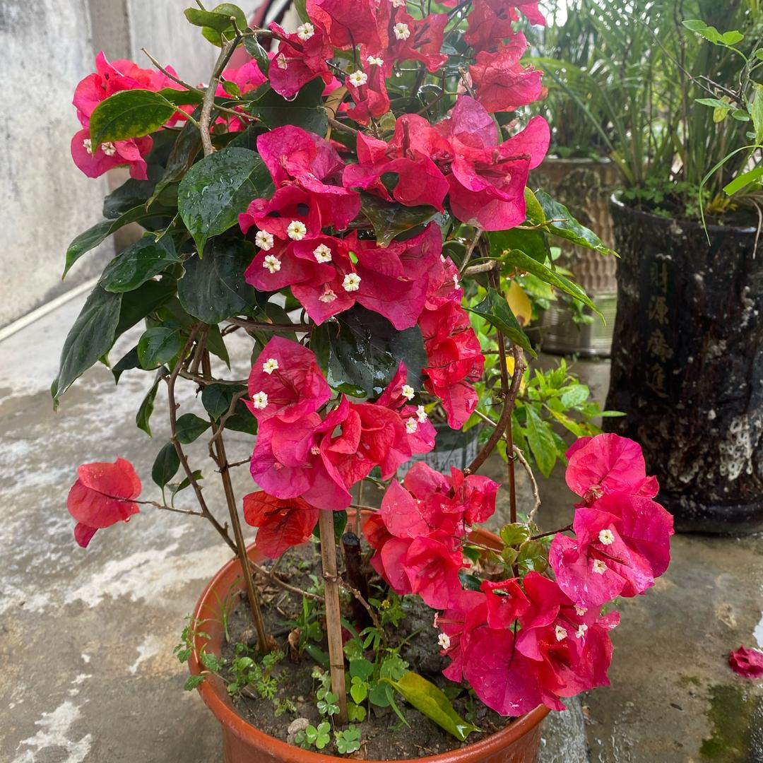 ꧁༺涛声依旧༻꧂