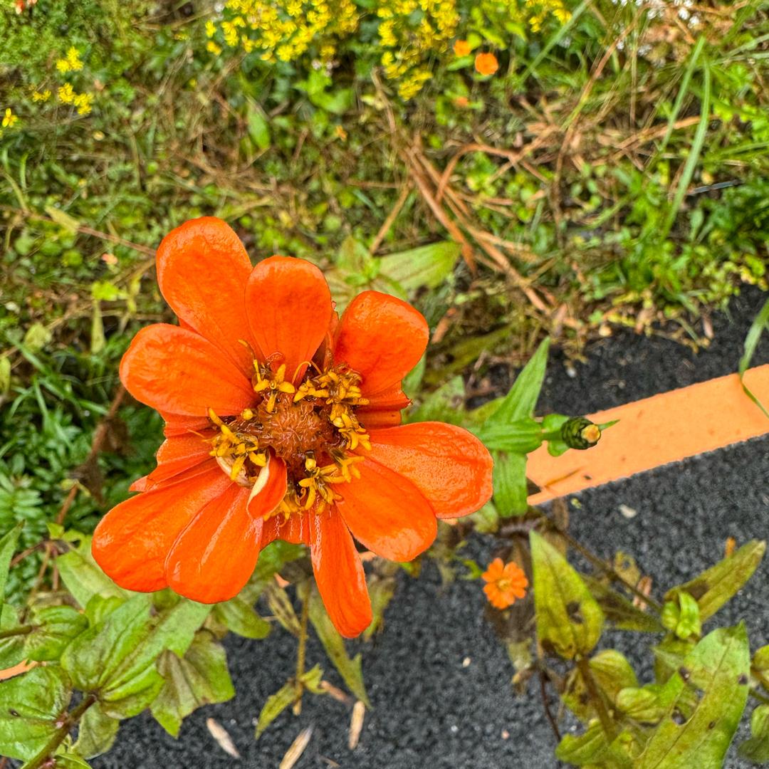 丁又丁不懂，鞋又鞋不费