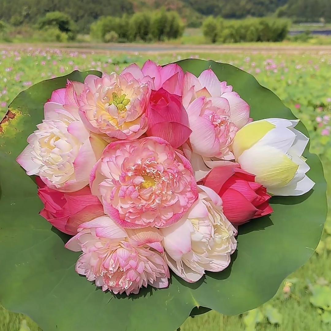 🌹云儿🌹