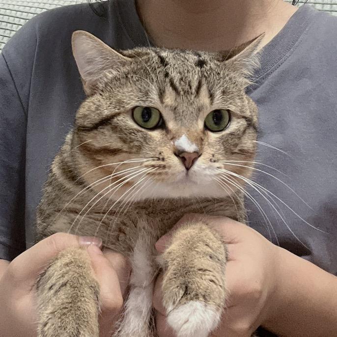 饼干是只狸花猫