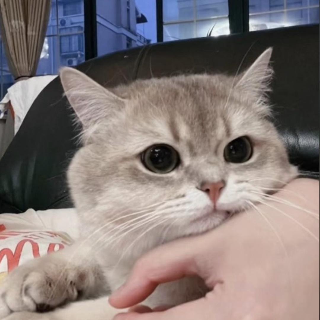 dongdong