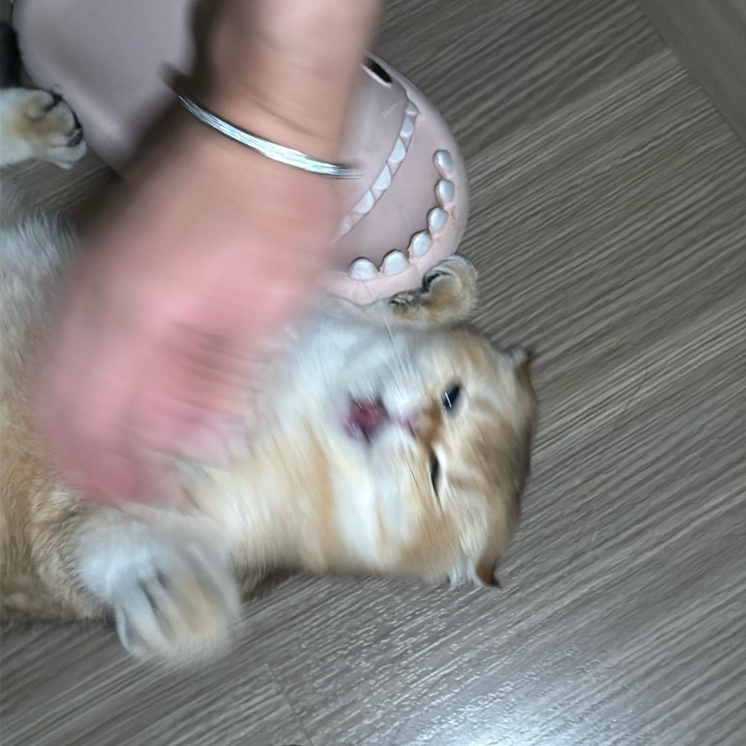 l.