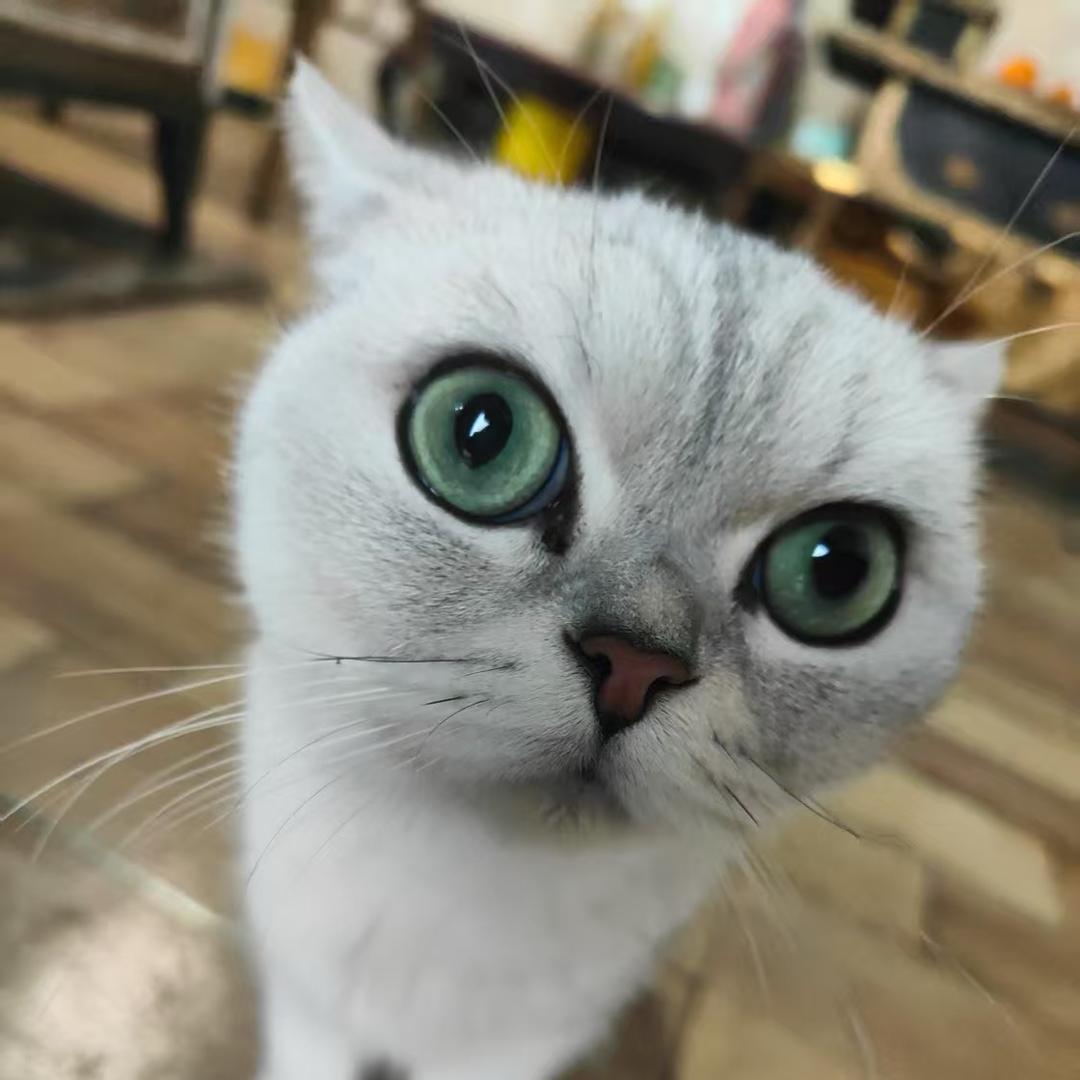 君子不器