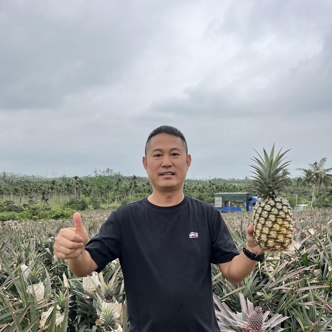 涛哥植保凤梨种植
