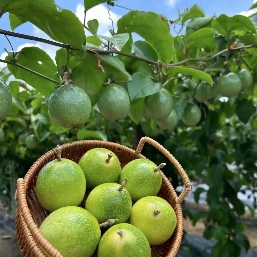 小八哥苗木 （包回收百香果