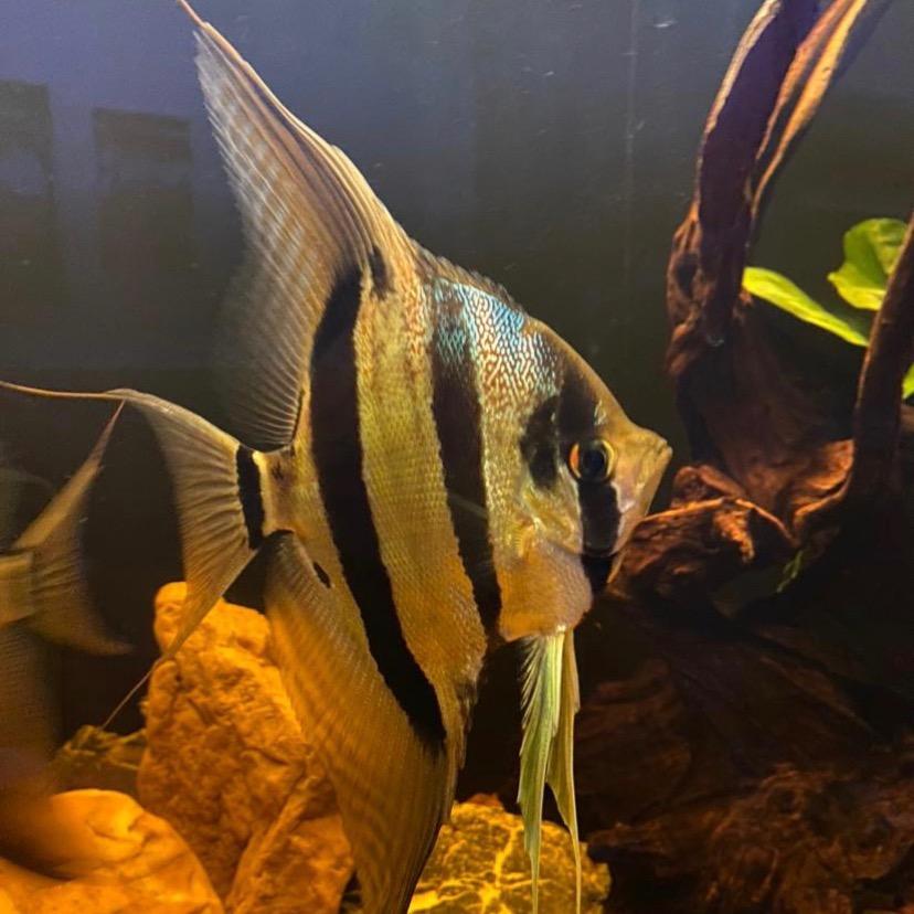 笑哈哈养鱼的創1