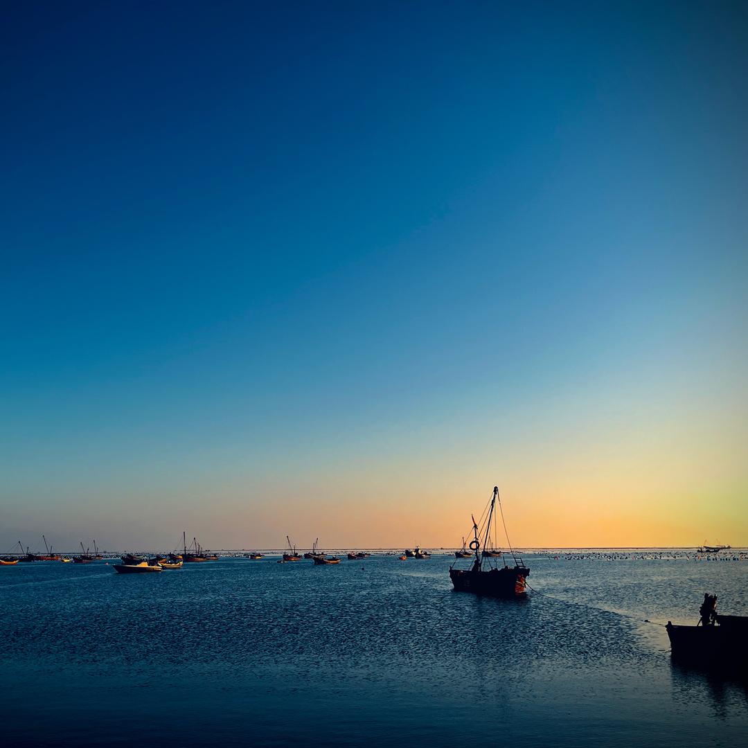 海鸥