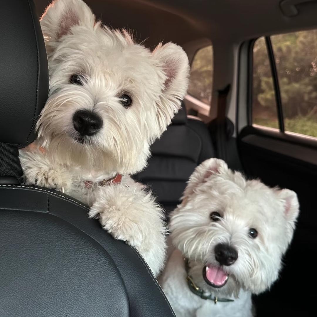 懒懒家的西高地🐶