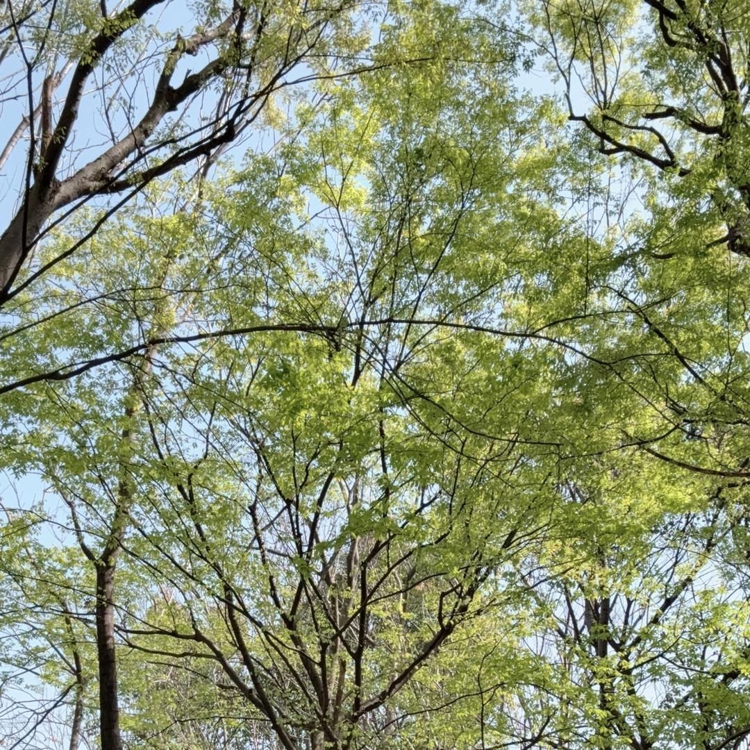 方糖糖🍬，😻