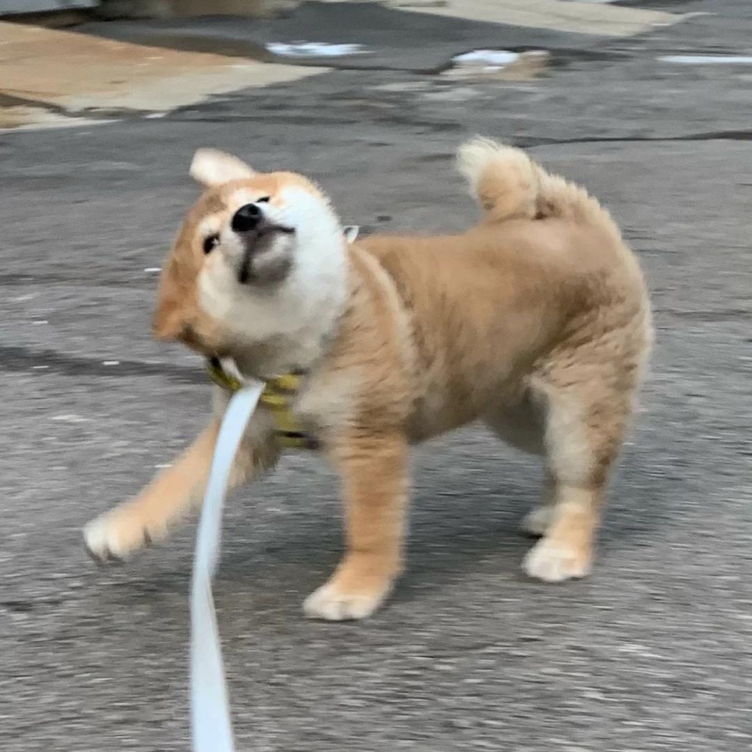 屁桃