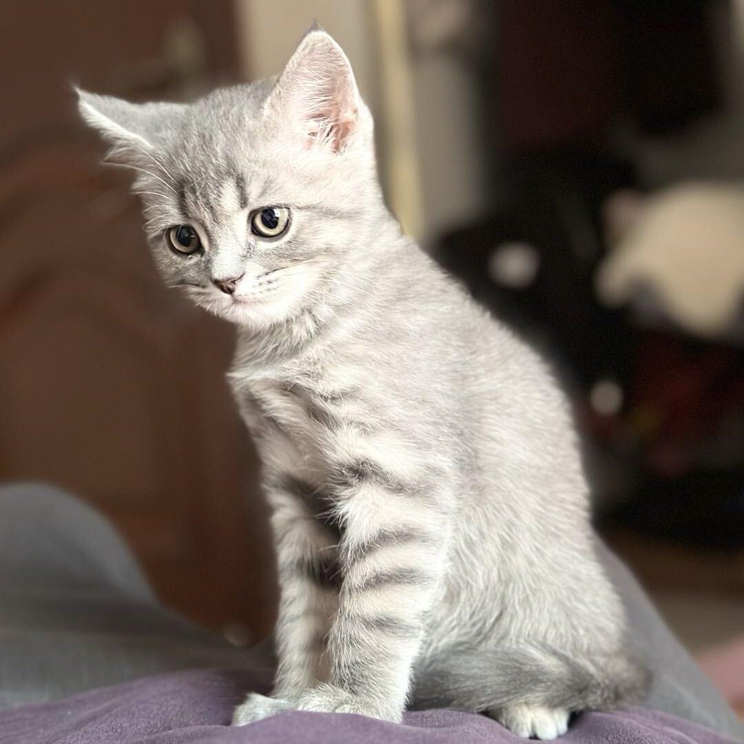 Ling穿戴甲拆拆乐对对碰