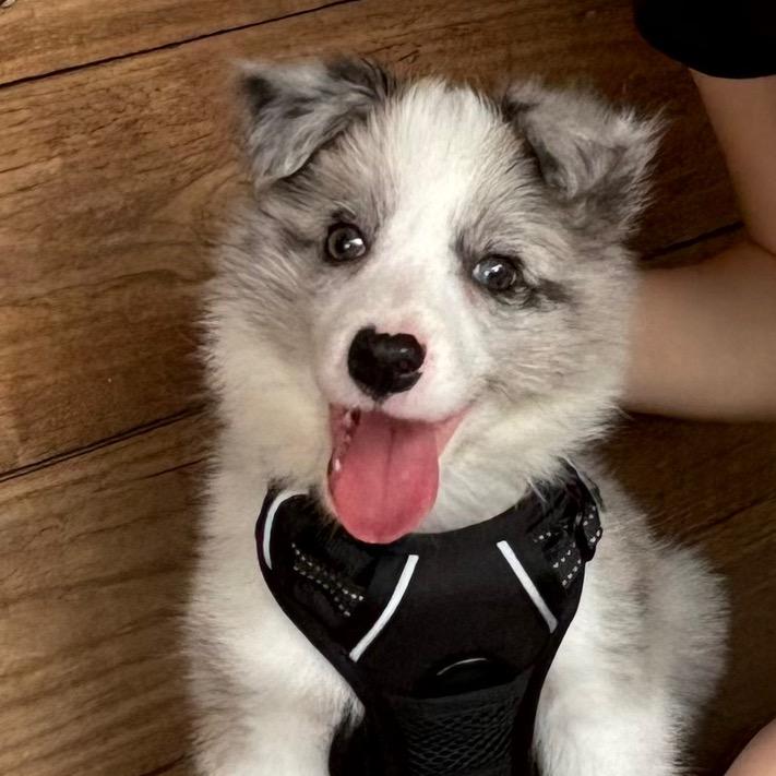 煤球是只陨石边牧