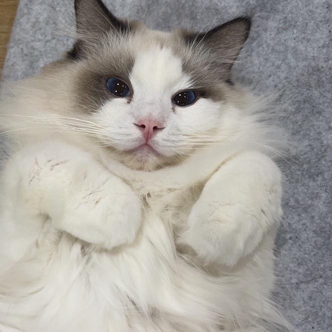 春田猫猫宠物猫咖