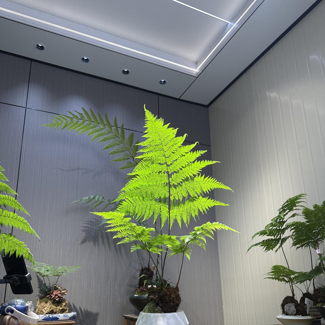 意景蕨类