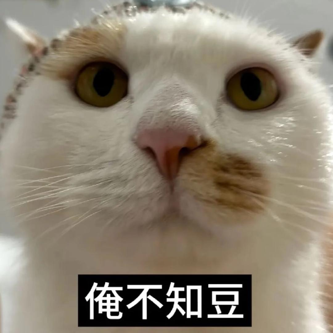 喵喵少爷