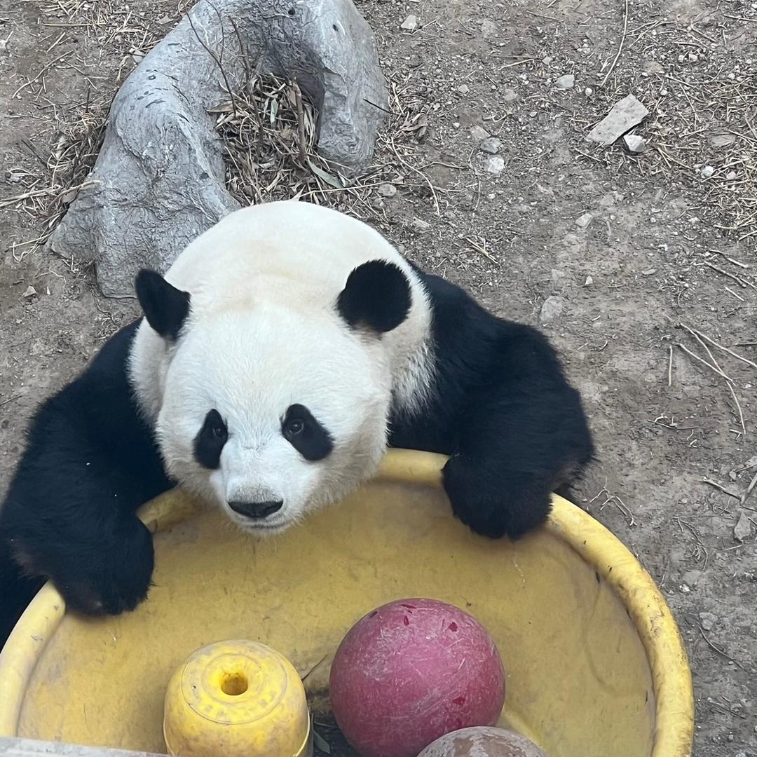 倩倩