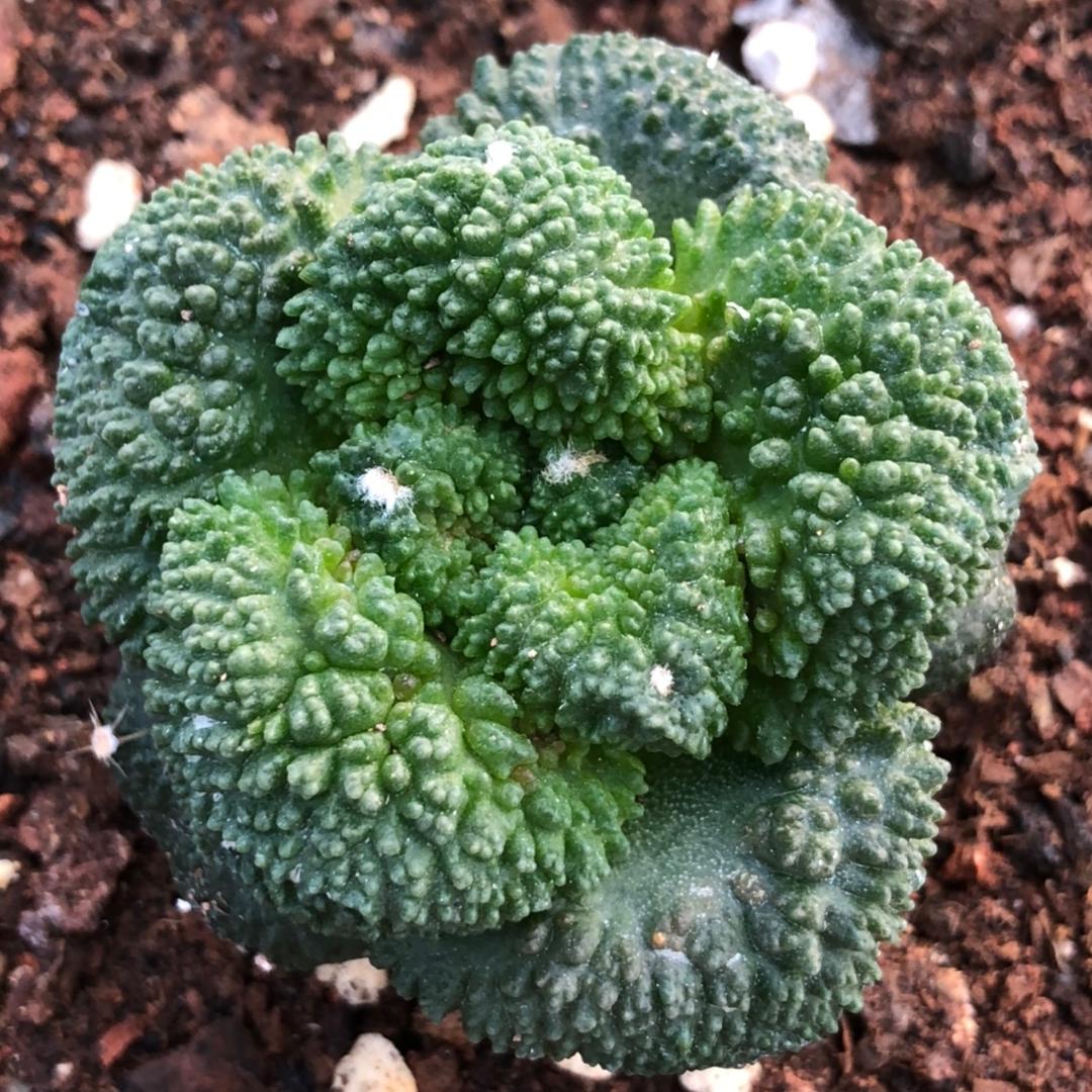 一抹幽兰