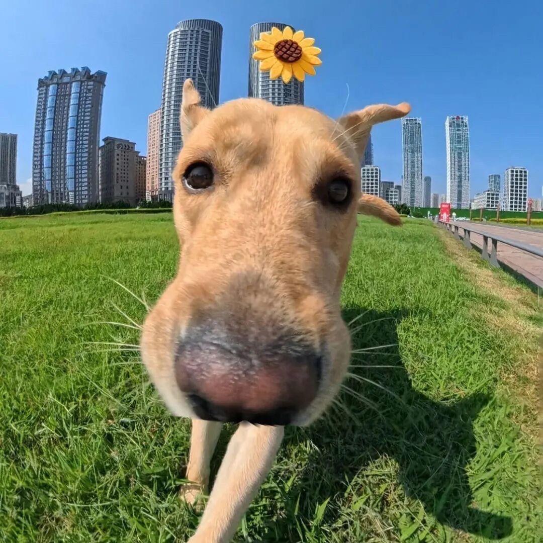 广东一枝花