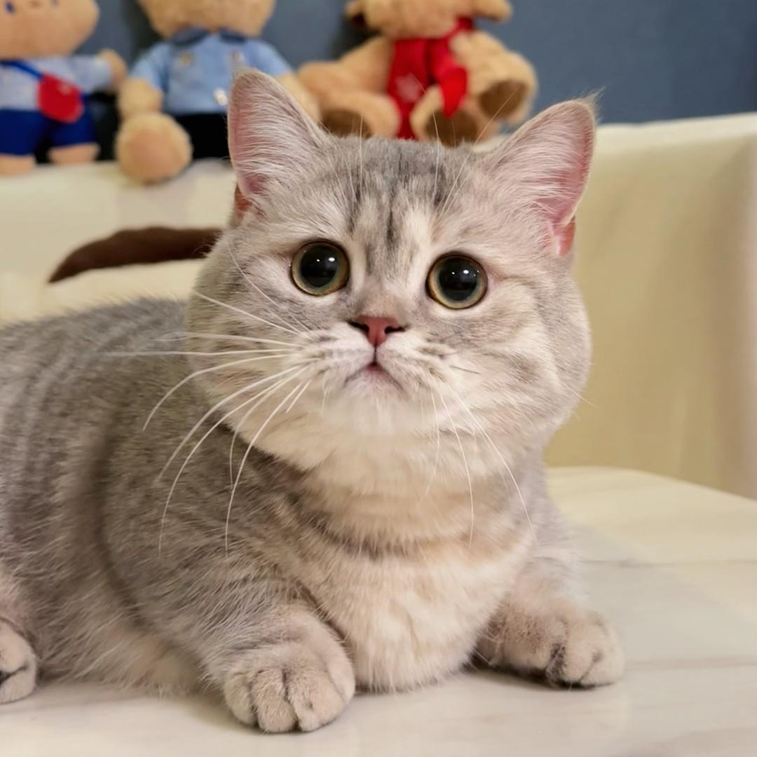 一颗小麦兜