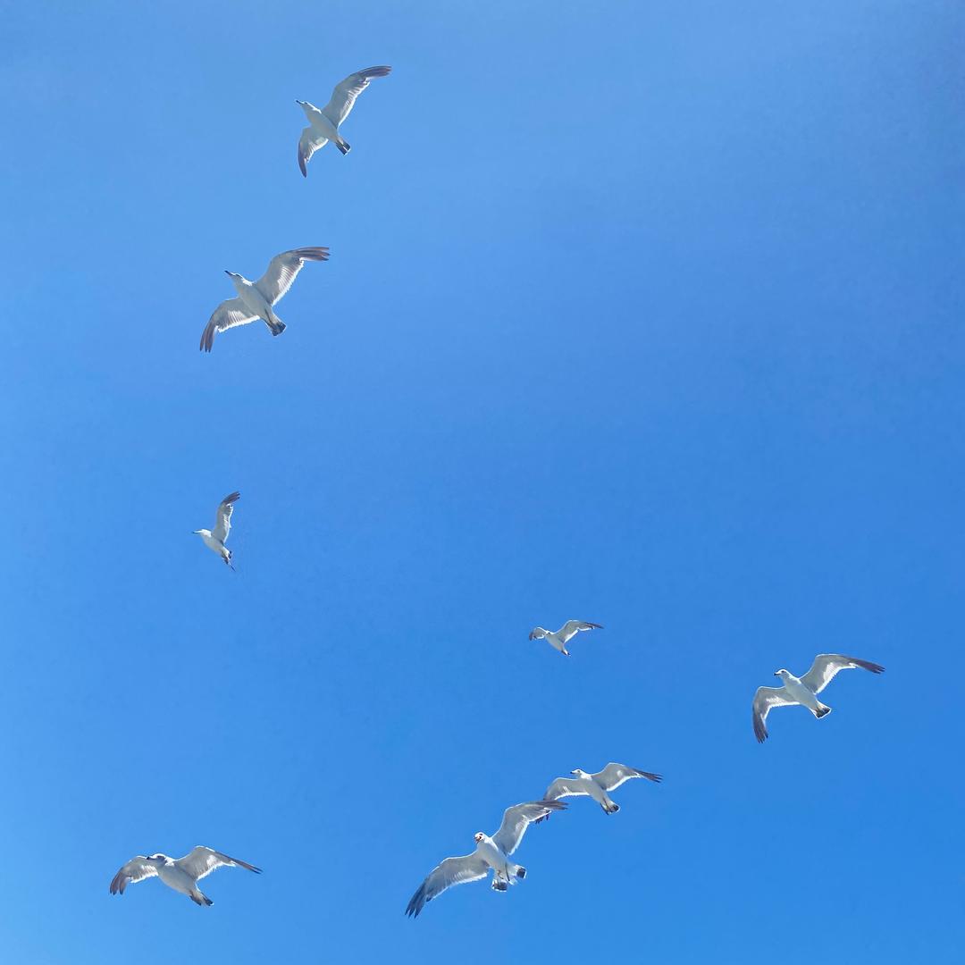 田田不吃甜