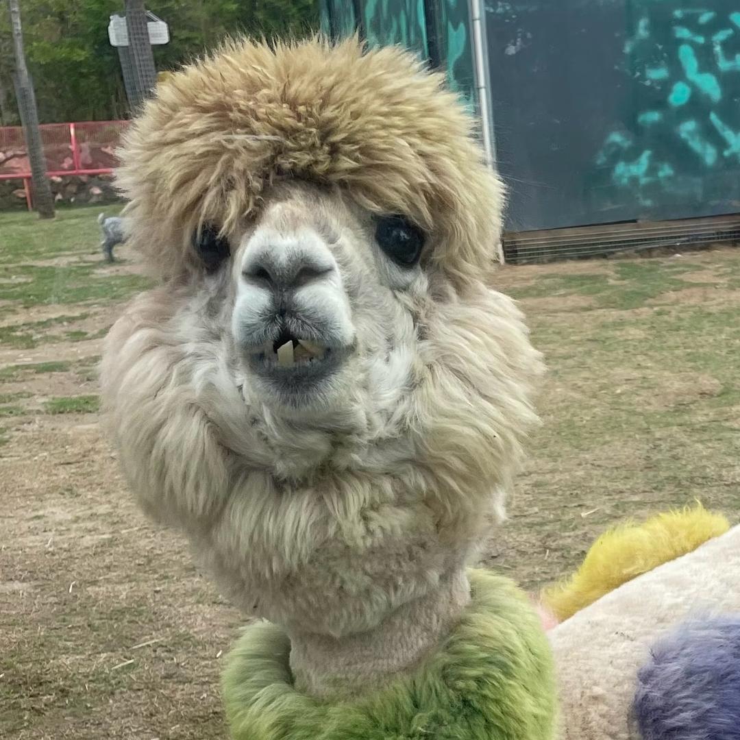 没头脑和不高兴