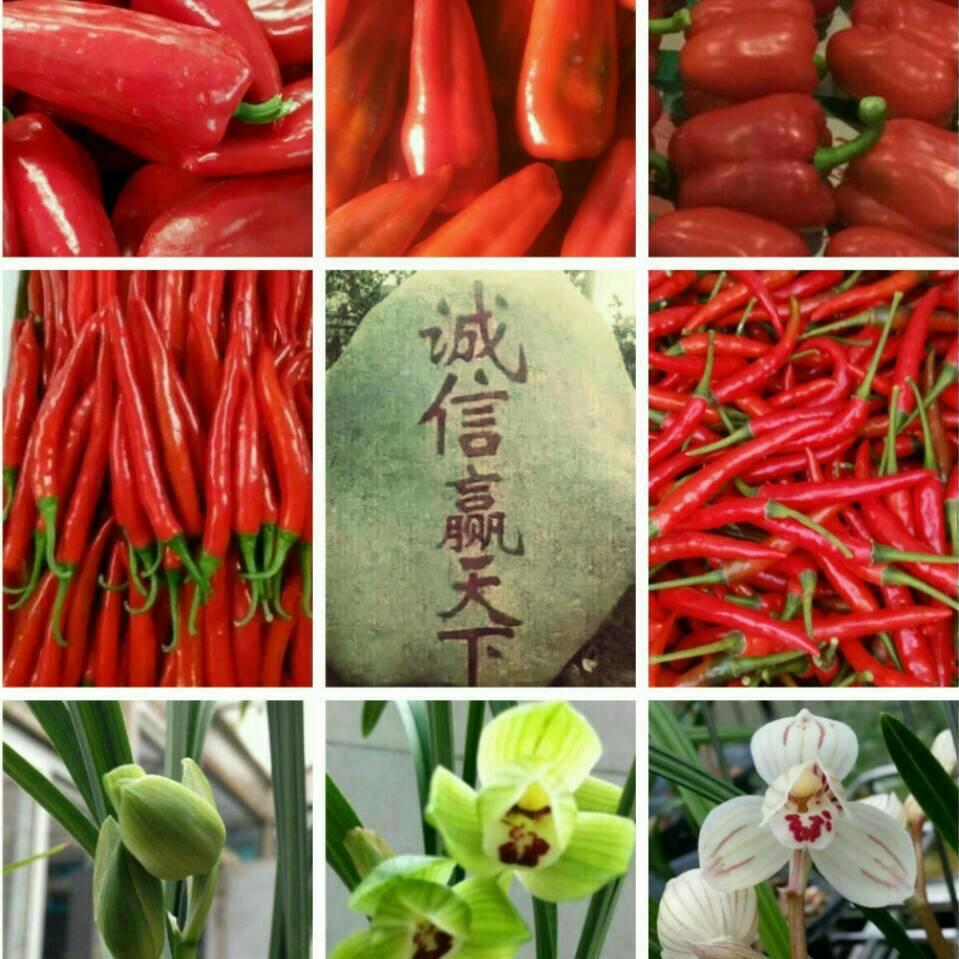 陈东杰