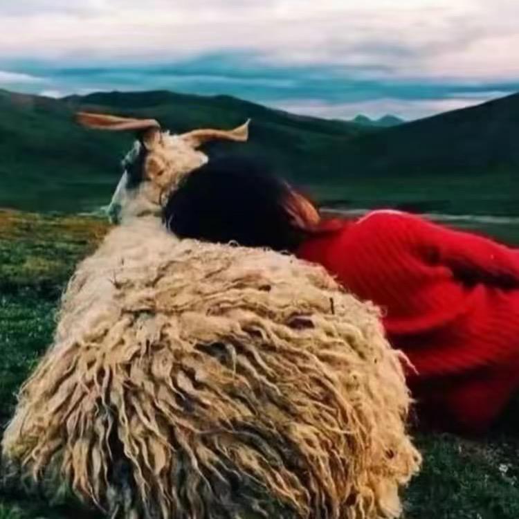 人生如梦🍁